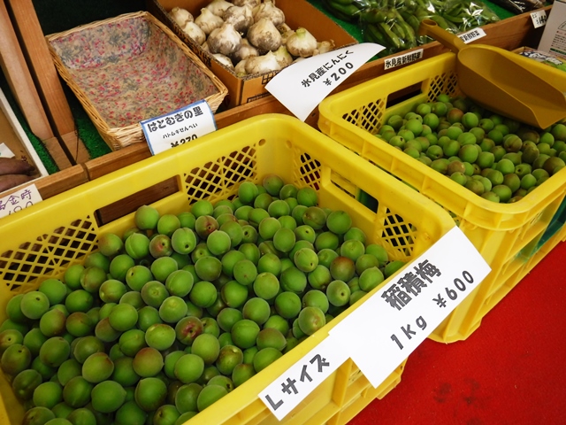 有機栽培・減農薬の梅・稲積梅ってどこで買えるの?お答えします( ^)o(^ )