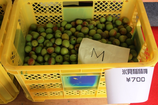 稲積梅(青梅)販売終了
