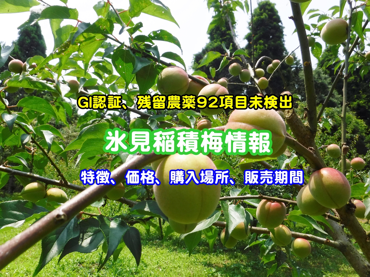 氷見稲積梅・地理的表示(GI)認証/特別栽培で作られ残留農薬92項目未検出