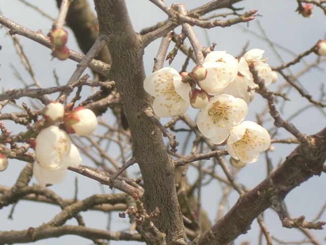 氷見・稲積梅の開花状況/開花(春中ハンド)