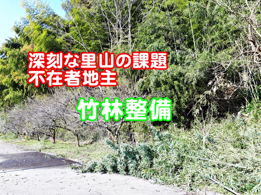 美味しい梅を栽培するために/竹林伐採