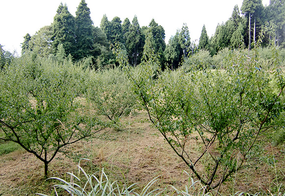 栽培方法のこだわり